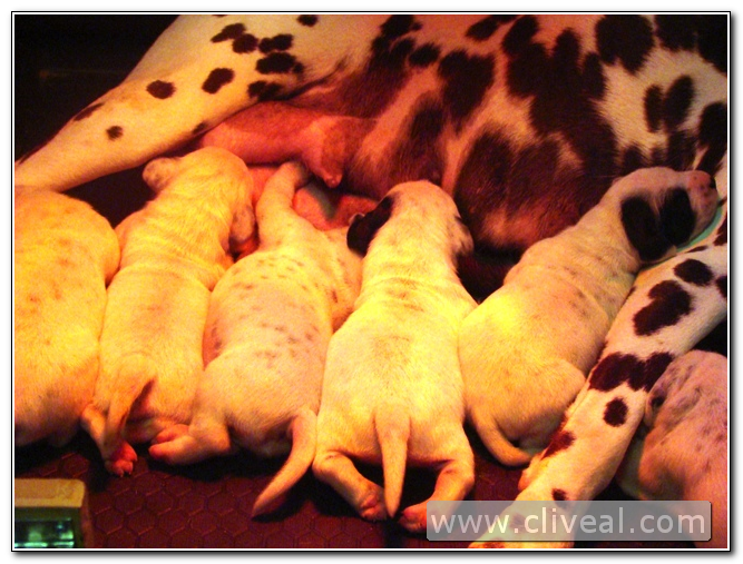 camada de cachorros dalmatas mamando a su madre