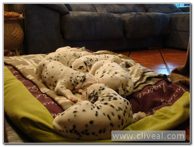 camada de dalmatatas de 1 mes de edad