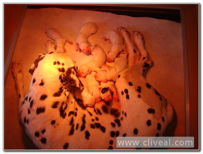 camada de dalmatas blancos