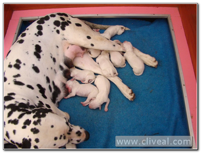 camada de dalmatas con 24 horas de vida