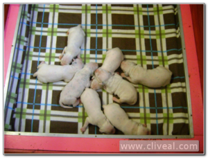 camada de dalmatas con una semana de vida