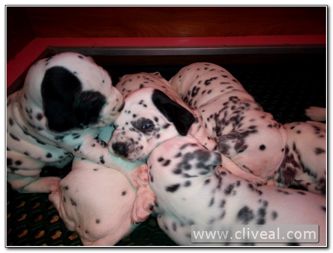 cachorros de dalmatas de 20 dias de vida