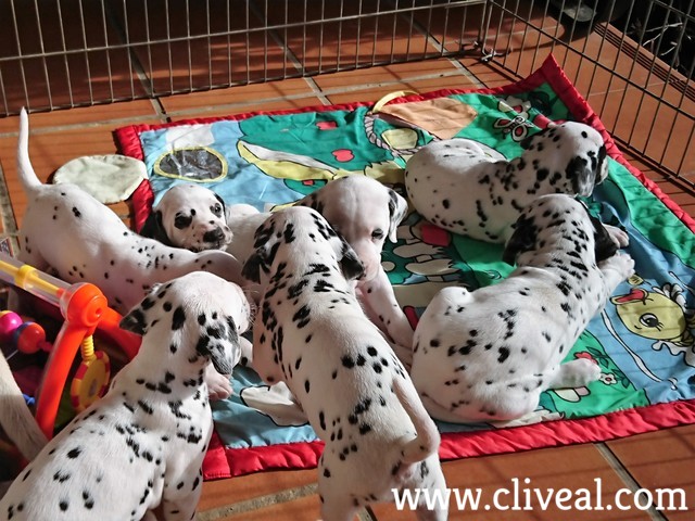 camada de dalmatas de 30 dias