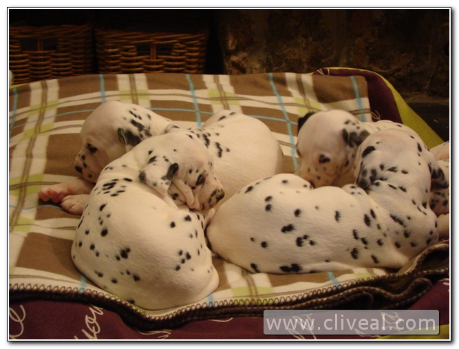 camada de dálmatas de 30 dias