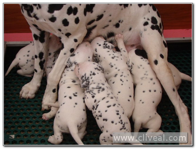 cachorritos de dalmata mamando a su madre