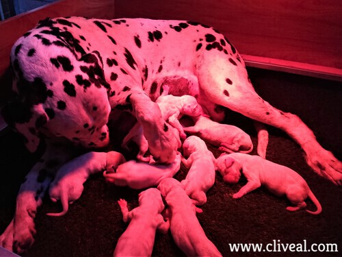 camada penelope un dia vida