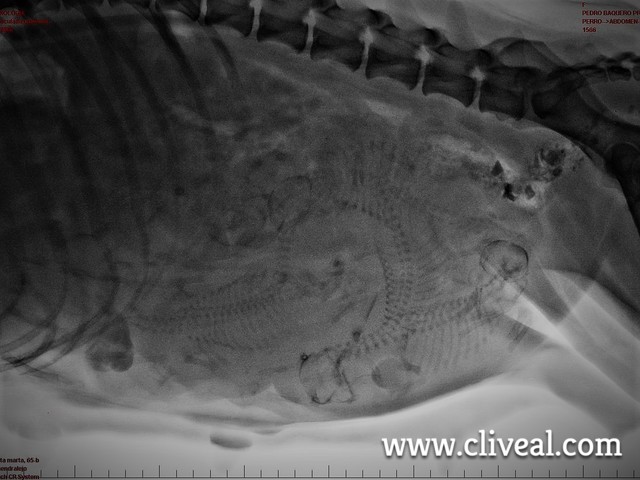 clinica veterinaria cliveal