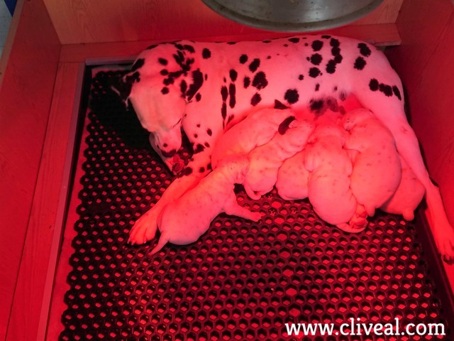 cria canina responsable