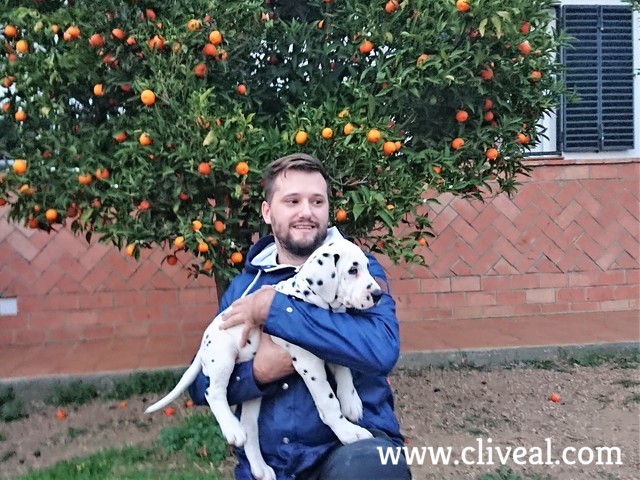 criadero dalmata euskadi