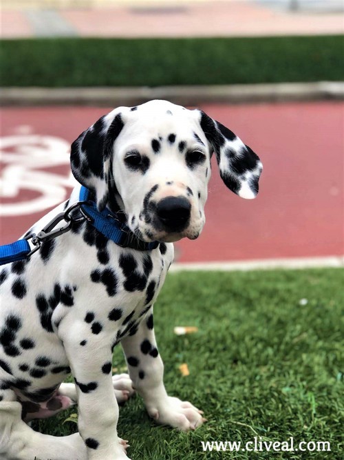 criadero dalmatas madrid