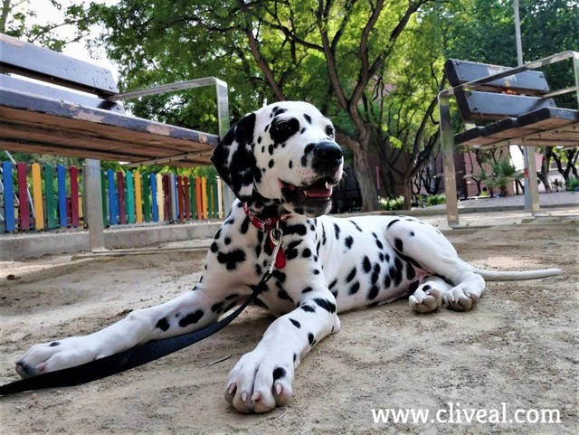 criadero dalmatas murcia