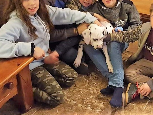 criador dalmata catalunya