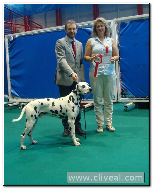 dalmata Tiberius de Cliveal Mejor de Raza en Gibraltar