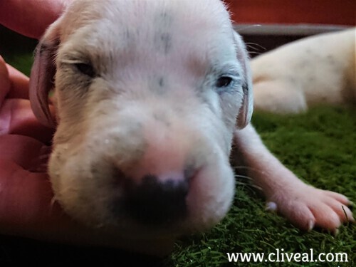 dalmata abriendo los ojos