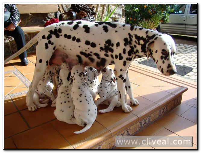 dalmata amamantando a su camada
