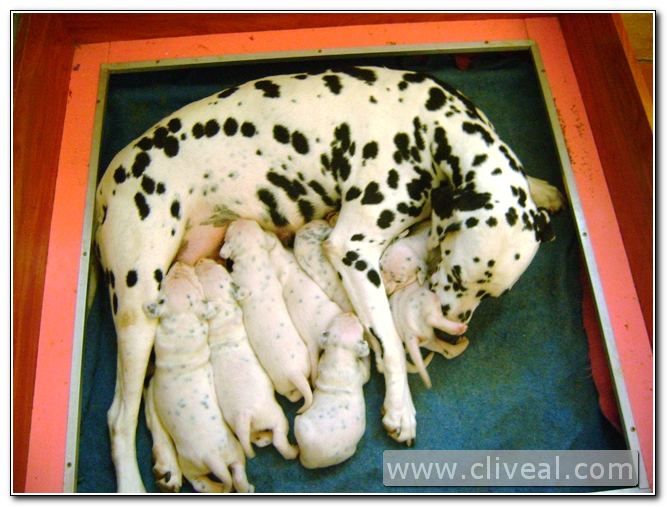 dalmata amamantando a sus cachorros