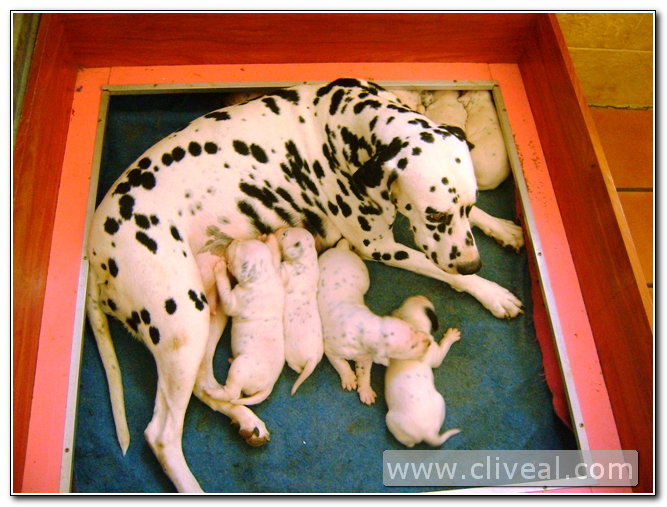 dalmata amamantando cachorros