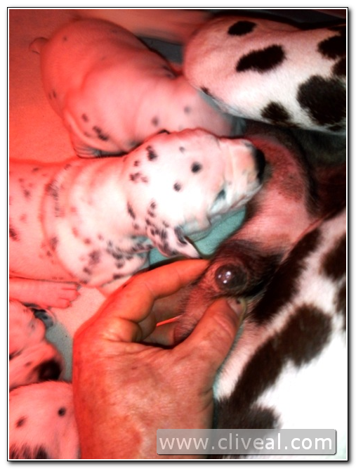 dálmata amamantando cachorros