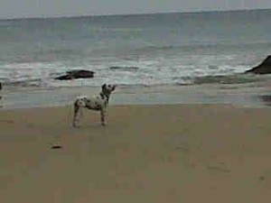 dalmata-aquiles-de-cliveal-en-cantabria