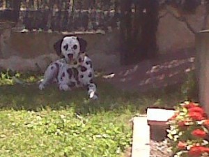 dalmata-aquiles-de-cliveal-en-jardin