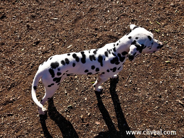 dalmata atento