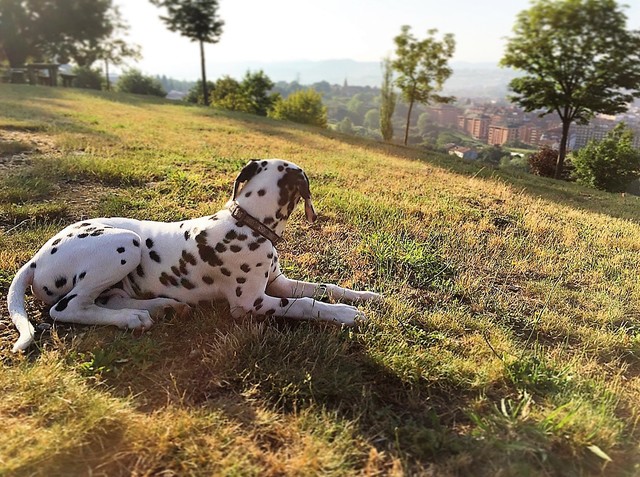 dalmata cachorro asturia