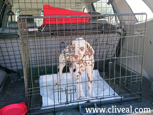 dalmata cachorro castellon