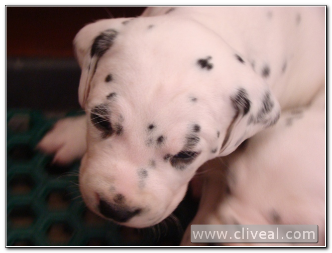 dálmata cachorro con 20 días