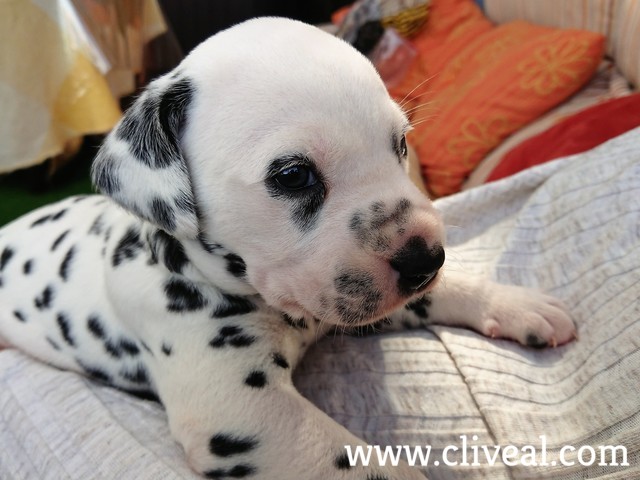 dálmata cachorro de un mes