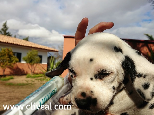 dalmata cachorro desparasitándose