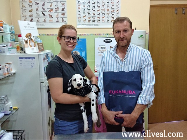 dalmata cachorro madrid