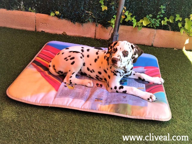 dalmata cachorro madrid