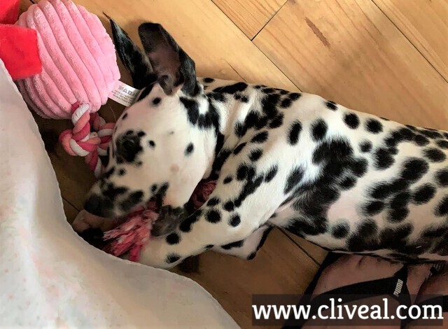 dalmata camada madrid