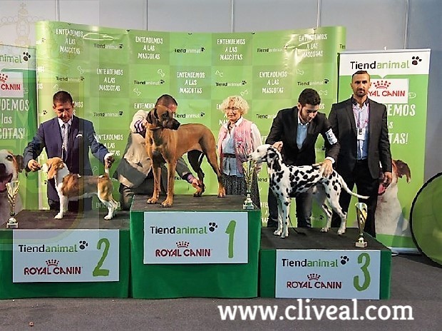 dalmata campeona de murcia del criadero cliveal