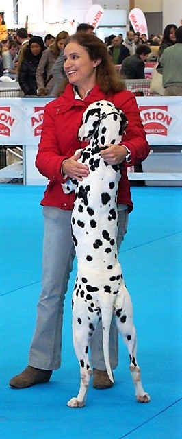dalmata cariñosa