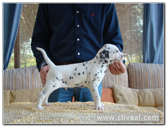 cachorro dálmata del criadero cliveal