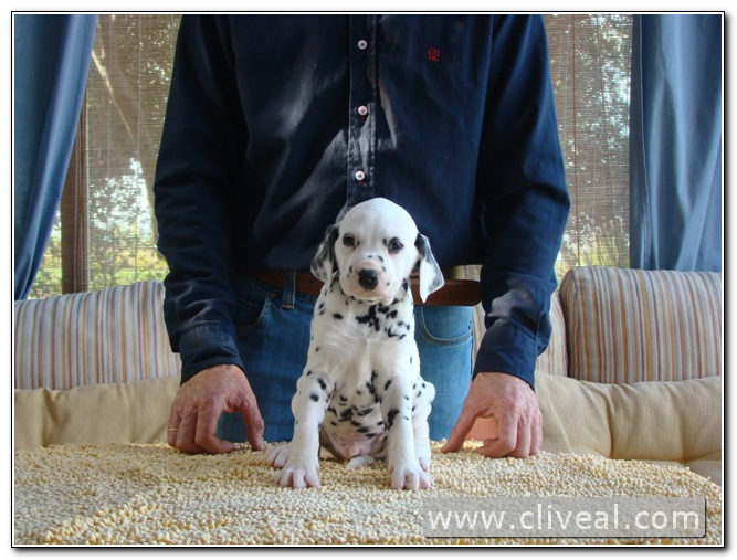 cachorro dálmata del criadero cliveal