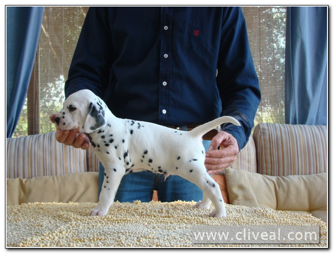 cachorro dálmata del criadero cliveal