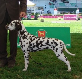 dalmata color blanco higado