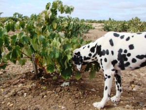 dalmata-comiendo-uvas