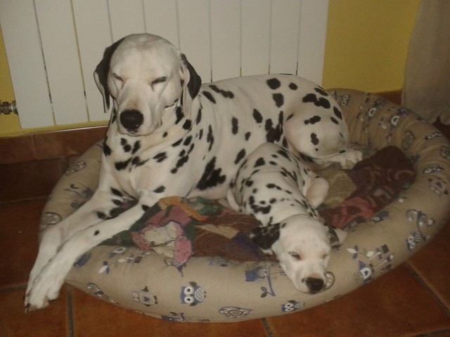 dalmata con audicion y dalmata sordo