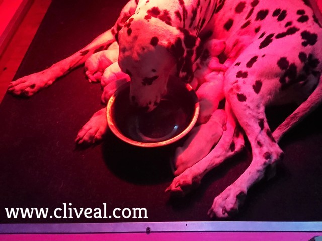 dalmata con cachorros bebiendo