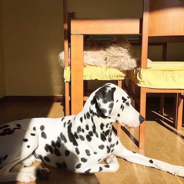dalmata con gato persa