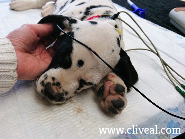 dalmata con parche haciendose pruebas de potenciales evocados