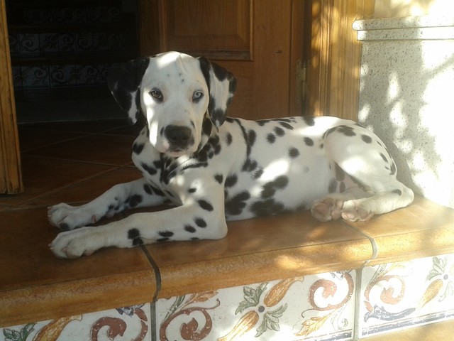 dalmata con sordera bilateral