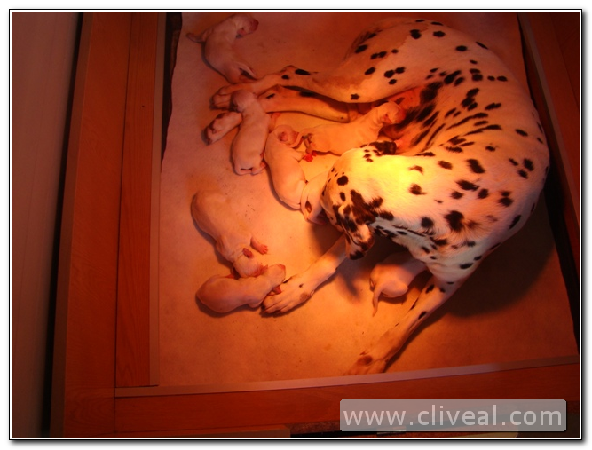 dalmata con su camada de un dia