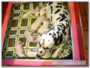 dalmata con sus retoños