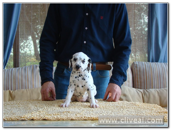 cachorrita dálmata sentada