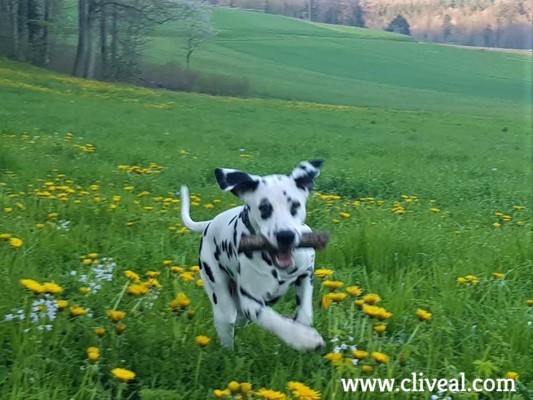 dalmata corriendo en suiza