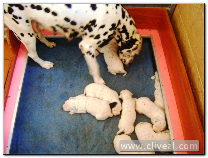 dalmata cuidando camada